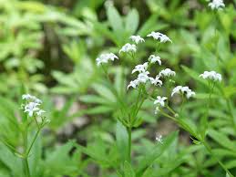 Attēlu rezultāti vaicājumam “Galium odoratum bud”