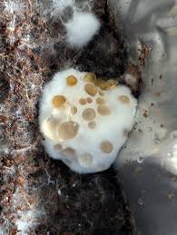 Attēlu rezultāti vaicājumam “Postia ptychogaster”