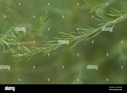 Attēlu rezultāti vaicājumam “Asparagus officinalis leaf”