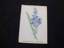 Image result for Campanula spicata