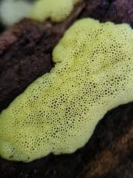 Attēlu rezultāti vaicājumam “Ceratiomyxa morchella”