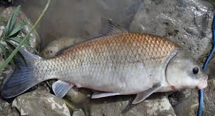 Image result for Ictiobus bubalus