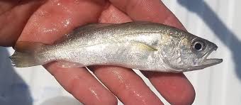 Image result for Cynoscion regalis