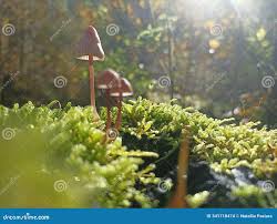 Attēlu rezultāti vaicājumam “Mycena purpureofusca”