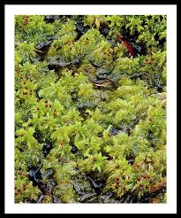 Attēlu rezultāti vaicājumam “Sphagnum cuspidatum”