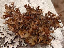 Attēlu rezultāti vaicājumam “Tuckermannopsis chlorophylla”