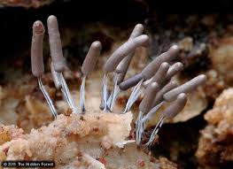 Attēlu rezultāti vaicājumam “Stemonitopsis typhina young”