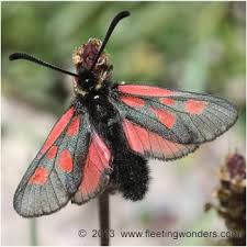 Attēlu rezultāti vaicājumam “Zygaena filipendulae exuvia”