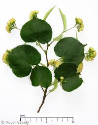 Attēlu rezultāti vaicājumam “Tilia cordata”