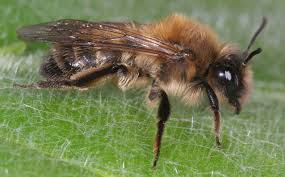 Attēlu rezultāti vaicājumam “Andrena”