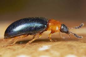 Attēlu rezultāti vaicājumam “Tetratoma fungorum”