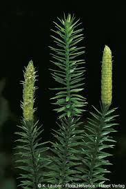 Attēlu rezultāti vaicājumam “Lycopodium annotinum”