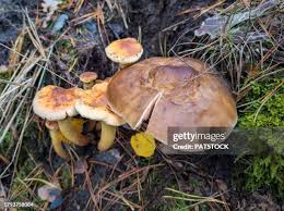 Attēlu rezultāti vaicājumam “Hypholoma lateritium”