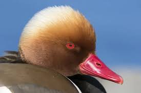 Image result for Netta rufina