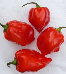 Afbeeldingsresultaat voor aji habanero hot pepper