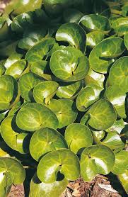 Attēlu rezultāti vaicājumam “Asarum europaeum leaf”