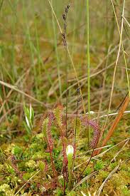 Attēlu rezultāti vaicājumam “Drosera x obovata”
