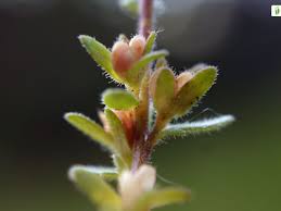 Attēlu rezultāti vaicājumam “Veronica scutellata bud”