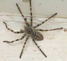 Attēlu rezultāti vaicājumam “Sparassidae”