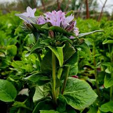 Attēlu rezultāti vaicājumam “Campanula glomerata leaf”