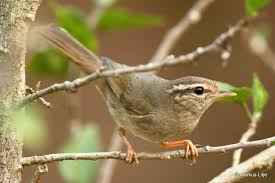 Image result for Phylloscopus schwarzi