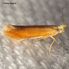 Attēlu rezultāti vaicājumam “Tischeriidae”