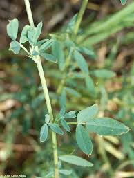 Attēlu rezultāti vaicājumam “Medicago sativa subsp. sativa”