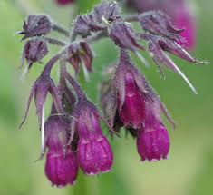 Image result for Symphytum officinale