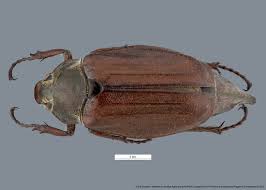 Attēlu rezultāti vaicājumam “Melolontha melolontha”