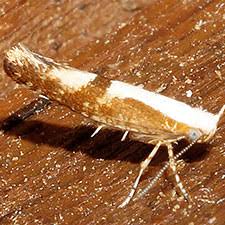 Attēlu rezultāti vaicājumam “Argyresthia pruniella”