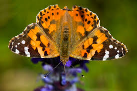 Attēlu rezultāti vaicājumam “Vanessa cardui”