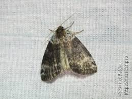 Attēlu rezultāti vaicājumam “Semioscopis avellanella imago”