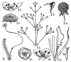 Attēlu rezultāti vaicājumam “Butomaceae”