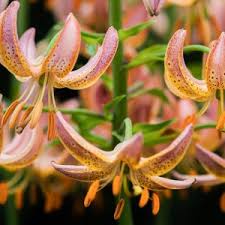 Image result for Lilium martagon `Arabian Night`
