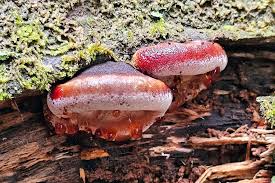 Attēlu rezultāti vaicājumam “Ischnoderma benzoinum”