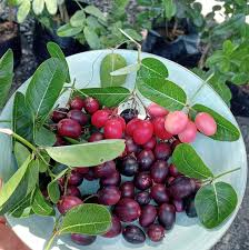 Attēlu rezultāti vaicājumam “Carex viridula fruit”