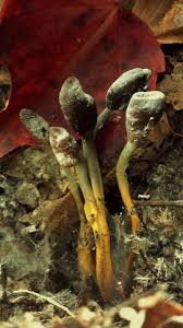 Attēlu rezultāti vaicājumam “Cordyceps ophioglossoides”