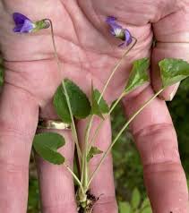 Attēlu rezultāti vaicājumam “Viola uliginosa leaf”