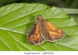 Attēlu rezultāti vaicājumam “Hesperia comma male”