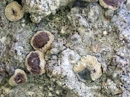 Attēlu rezultāti vaicājumam “Lecanactis abietina”