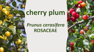 Attēlu rezultāti vaicājumam “Prunus cerasifera fruit”