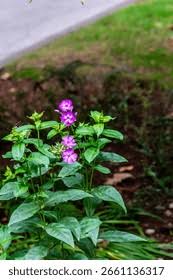 Attēlu rezultāti vaicājumam “Polemoniaceae”