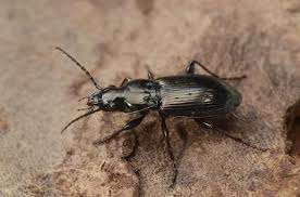 Attēlu rezultāti vaicājumam “Pterostichus oblongopunctatus”