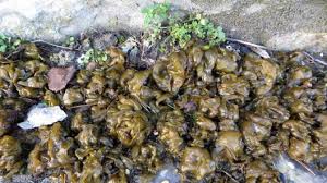 Attēlu rezultāti vaicājumam “Nostoc commune”