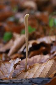 Attēlu rezultāti vaicājumam “Symphytocarpus flaccidus spores”