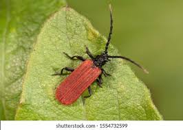 Attēlu rezultāti vaicājumam “Pyrochroidae imago”