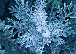 Attēlu rezultāti vaicājumam “Jacobaea paludosa leaf”