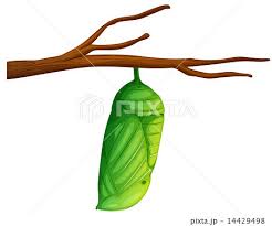 Attēlu rezultāti vaicājumam “pupa”