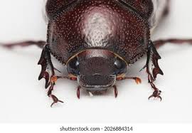 Attēlu rezultāti vaicājumam “Aphodius sp. imago”