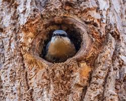 Attēlu rezultāti vaicājumam “Sitta europaea nest”